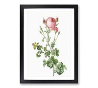 Big Box Art Pink Rosebush in Bloom by Pierre-Joseph Redoute Framed Wall Art Picture Print Ready to Hang, Black A2 (62 x 45 cm)
