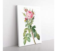 Big Box Art Pink Roses in Bloom by Pierre-Joseph Redoute Canvas Wall Art Print Ready to Hang Picture, 76 x 50 cm (30 x 20 Inch), White, Green, Purple