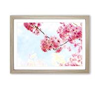 Big Box Art Pink Sakura Blossom Tree in Bloom Painting Framed Wall Art Picture Print Ready to Hang, Oak A2 (62 x 45 cm)