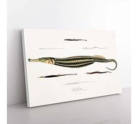 Big Box Art Pipefish Illustrations by John Edward Gray Canvas Wall Art Print Ready to Hang Picture, 76 x 50 cm (30 x 20 Inch), White, Brown, Green, Blue