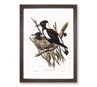 Big Box Art Piping Crow-Shrikes by Elizabeth Gould Framed Wall Art Picture Print Ready to Hang, Walnut A2 (62 x 45 cm)