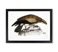 Big Box Art Plain Fishing Eagle by John Edward Gray Framed Wall Art Picture Print Ready to Hang, Black A2 (62 x 45 cm)