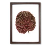 Big Box Art Plant Leaf by Benjamin Fawcett Framed Wall Art Picture Print Ready to Hang, Walnut A2 (62 x 45 cm)