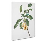 Big Box Art Plums Upon The Tree by Giorgio Gallesio Canvas Wall Art Framed Picture Print, 30 x 20 Inch (76 x 50 cm), White, Green, Beige, Green, Cream