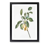Big Box Art Plums Upon The Tree by Giorgio Gallesio Framed Wall Art Picture Print Ready to Hang, Black A2 (62 x 45 cm)