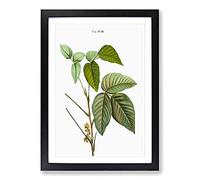Big Box Art Poison Ivy by Pierre-Joseph Redoute Framed Wall Art Picture Print Ready to Hang, Black A2 (62 x 45 cm)