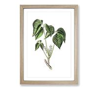 Big Box Art Poison Ivy Illustration Framed Wall Art Picture Print Ready to Hang, Oak A2 (62 x 45 cm)
