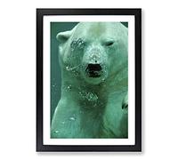 Big Box Art Polar Bear Under Water Framed Wall Art Picture Print Ready to Hang, Black A2 (62 x 45 cm)