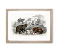 Big Box Art Polar, Grizzly, Brown & Black Bears by Oliver Goldsmith Framed Wall Art Picture Print Ready to Hang, Oak A2 (62 x 45 cm)