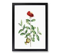 Big Box Art Pomegranate Tree Branch by Pierre-Joseph Redoute Framed Wall Art Picture Print Ready to Hang, Black A2 (62 x 45 cm)