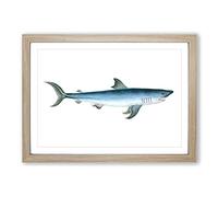 Big Box Art Porbeagle Shark by Edward Donovan Framed Wall Art Picture Print Ready to Hang, Oak A2 (62 x 45 cm)