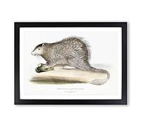 Big Box Art Porcupine Illustration by John Edward Gray Framed Wall Art Picture Print Ready to Hang, Black A2 (62 x 45 cm)