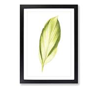 Big Box Art Pretty Green Leaf by Benjamin Fawcett Framed Wall Art Picture Print Ready to Hang, Black A2 (62 x 45 cm)