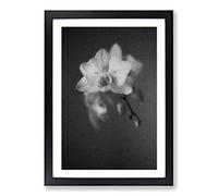 Big Box Art Pretty White Orchid Framed Wall Art Picture Print Ready to Hang, Black A2 (62 x 45 cm)