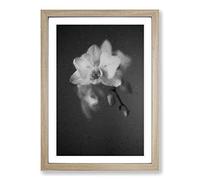 Big Box Art Pretty White Orchid Framed Wall Art Picture Print Ready to Hang, Oak A2 (62 x 45 cm)