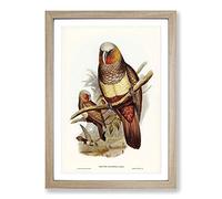 Big Box Art Prince of Essling's Parrot by Elizabeth Gould Framed Wall Art Picture Print Ready to Hang, Oak A2 (62 x 45 cm)
