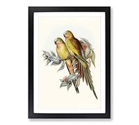 Big Box Art Princess of Wales's Parakeets by Elizabeth Gould Framed Wall Art Picture Print Ready to Hang, Black A2 (62 x 45 cm)