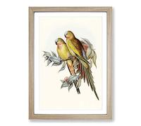 Big Box Art Princess of Wales's Parakeets by Elizabeth Gould Framed Wall Art Picture Print Ready to Hang, Oak A2 (62 x 45 cm)