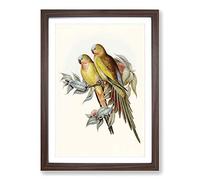 Big Box Art Princess of Wales's Parakeets by Elizabeth Gould Framed Wall Art Picture Print Ready to Hang, Walnut A2 (62 x 45 cm)