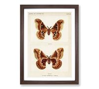 Big Box Art Promethea Silk Moth by S.F. Denton Framed Wall Art Picture Print Ready to Hang, Walnut A2 (62 x 45 cm)