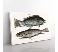 Big Box Art Puddingwife & Whiting Fish by Mark Catesby Canvas Wall Art Print Ready to Hang Picture, 76 x 50 cm (30 x 20 Inch), White, Grey, Green, Black