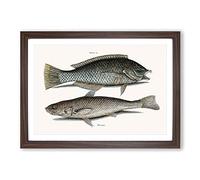 Big Box Art Puddingwife & Whiting Fish by Mark Catesby Framed Wall Art Picture Print Ready to Hang, Walnut A2 (62 x 45 cm)