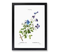 Big Box Art Purple Clematis Flowers by Pierre-Joseph Redoute Framed Wall Art Picture Print Ready to Hang, Black A2 (62 x 45 cm)