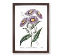 Big Box Art Purple Daisy Flowers Framed Wall Art Picture Print Ready to Hang, Walnut A2 (62 x 45 cm)