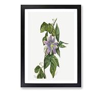 Big Box Art Purple Flower Study by Mary Vaux Walcott Framed Wall Art Picture Print Ready to Hang, Black A2 (62 x 45 cm)