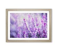 Big Box Art Purple Heather Painting Framed Wall Art Picture Print Ready to Hang, Oak A2 (62 x 45 cm)