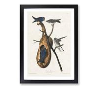 Big Box Art Purple Martin Birds by John James Audubon Framed Wall Art Picture Print Ready to Hang, Black A2 (62 x 45 cm)