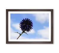 Big Box Art Purple Thistle Flower Framed Wall Art Picture Print Ready to Hang, Walnut A2 (62 x 45 cm)