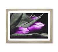 Big Box Art Purple Tulip Flowers Vol.1 Painting Framed Wall Art Picture Print Ready to Hang, Oak A2 (62 x 45 cm)
