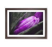 Big Box Art Purple Tulip Flowers Vol.2 Painting Framed Wall Art Picture Print Ready to Hang, Walnut A2 (62 x 45 cm)