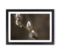 Big Box Art Pussy Willow Tree Framed Wall Art Picture Print Ready to Hang, Black A2 (62 x 45 cm)