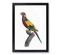 Big Box Art Rainbow Lorikeet by F. Levaillant Framed Wall Art Picture Print Ready to Hang, Black A2 (62 x 45 cm)