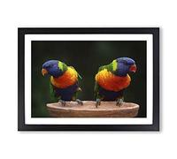 Big Box Art Rainbow Lorikeet Parrot Birds Framed Wall Art Picture Print Ready to Hang, Black A2 (62 x 45 cm)