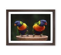 Big Box Art Rainbow Lorikeet Parrot Birds Framed Wall Art Picture Print Ready to Hang, Walnut A2 (62 x 45 cm)