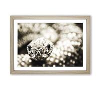 Big Box Art Rattlesnake Snake 2 Framed Wall Art Picture Print Ready to Hang, Oak A2 (62 x 45 cm)