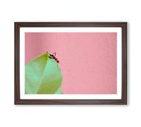 Big Box Art Red Ant Framed Wall Art Picture Print Ready to Hang, Walnut A2 (62 x 45 cm)