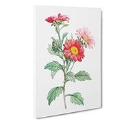 Big Box Art Red Aster Flowers by Pierre-Joseph Redoute Canvas Wall Art Framed Picture Print, 30 x 20 Inch (76 x 50 cm), White, Green, Beige, Orange, Green