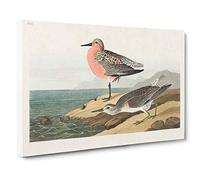 Big Box Art Red-Breasted Sandpiper by John James Audubon Canvas Wall Art Framed Picture Print, 30 x 20 Inch (76 x 50 cm), White, Grey, Green, Gold, Brown