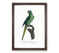 Big Box Art Red-Crowned Parakeet by F. Levaillant Framed Wall Art Picture Print Ready to Hang, Walnut A2 (62 x 45 cm)