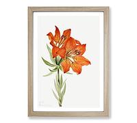 Big Box Art Red Lily by Mary Vaux Walcott Framed Wall Art Picture Print Ready to Hang, Oak A2 (62 x 45 cm)