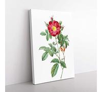 Big Box Art Red Portland Rose by Pierre-Joseph Redoute Canvas Wall Art Print Ready to Hang Picture, 76 x 50 cm (30 x 20 Inch), White, Beige, Green, Purple
