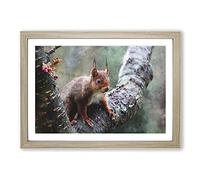 Big Box Art Red Squirrel Vol.1 Painting Framed Wall Art Picture Print Ready to Hang, Oak A2 (62 x 45 cm)