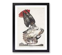 Big Box Art Red-Tailed Hawks by John James Audubon Framed Wall Art Picture Print Ready to Hang, Black A2 (62 x 45 cm)