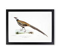 Big Box Art Reeve's Pheasant Illustration by John Edward Gray Framed Wall Art Picture Print Ready to Hang, Black A2 (62 x 45 cm)