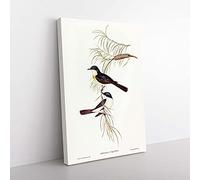 Big Box Art Restless Flycatcher Birds by Elizabeth Gould Canvas Wall Art Print Ready to Hang Picture, 76 x 50 cm (30 x 20 Inch), White, Grey, Brown