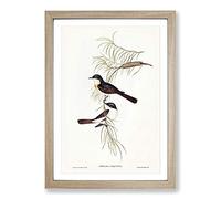 Big Box Art Restless Flycatcher Birds by Elizabeth Gould Framed Wall Art Picture Print Ready to Hang, Oak A2 (62 x 45 cm)